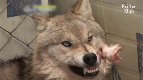 狼与狗的时间在线观看,跨越时空的忠诚对决