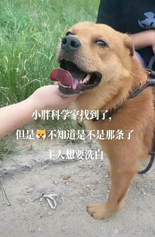 老狗网红爆料视频,揭秘娱乐圈幕后真相