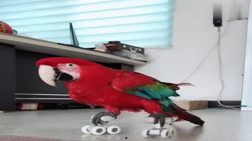 巴哥技能爆料大妈视频,大妈视频带你领略萌犬魅力