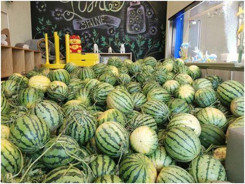 在哪里能免费吃瓜,畅享夏日清凉新体验